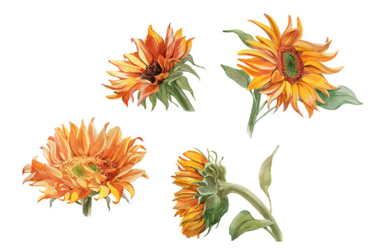 Set of Watercolor plants sunflowers isolated on white