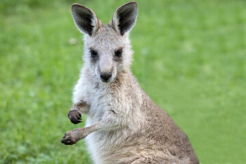 Close up of Eastern Grey Kangeroo joey
