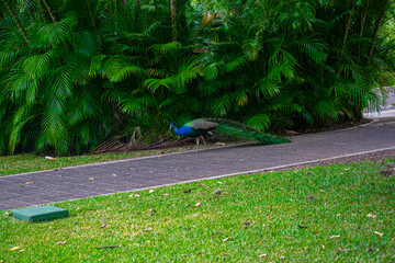 pavorreal caminando entre hojas verdes 