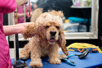 a girl takes care of the hair of an American Cocker spaniel in a grooming salon
