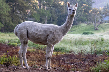 Alpaca that has been shorn