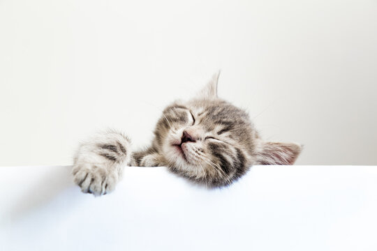 Pet kitten head with paw napping behind white banner background with copy space. Kitten sleeping over blank white sign placard. Tabby baby cat on placard template
