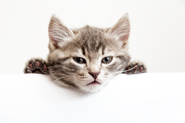 Kitten head portrait with paws peeking over blank white sign placard. Tabby baby cat on placard template. Pet kitten curiously peeking behind white banner background with copy space.