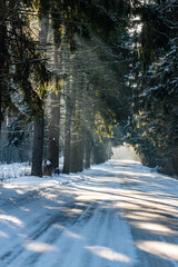 The road leading through the forest in the rays of the morning sun