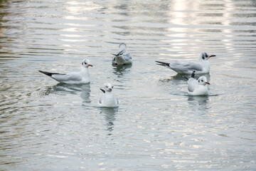A flock of seagulls resting in the river.