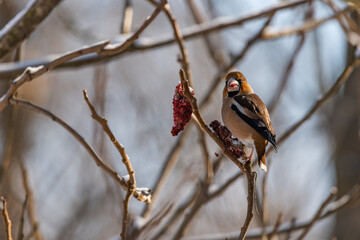 Coccothraustes Coccothraustes while eating © Krzysztof