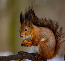The squirrel eats a nut.
The squirrel sits on a tree branch and eats a nut, holding it with its front paws.

