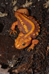 Closeup on the beautiful orange colored Huanglian Mountain Crocodile Newt , Tylototriton pulcherimus