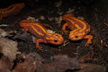 Closeup on the beautiful orange colored Huanglian Mountain Crocodile Newt , Tylototriton pulcherimus