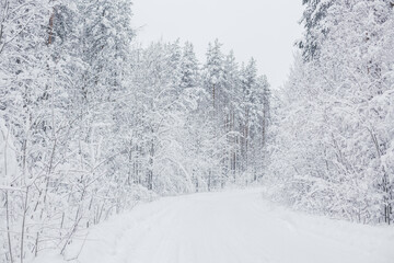 winter forest covered with white snow