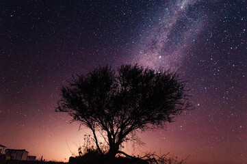 Fototapeta na wymiar Árbol en medio del campo con cielo estrellado de fondo, vía láctea.