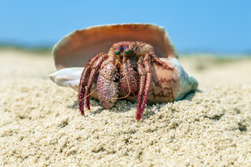 Coenobita perlatus Hermit crabs