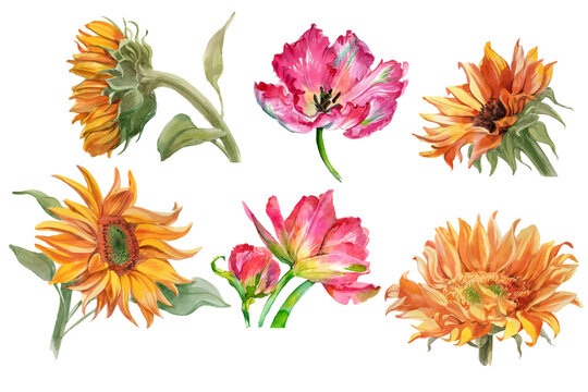 Set of watercolor sunflowers and tulip flowers isolated on white