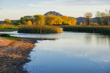 USA, California. Gray Lodge Wildlife Area at Butte Sink near Colusa.