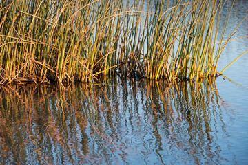 USA, California. Gray Lodge Wildlife Area at Butte Sink near Colusa. Emergents in wetlands of Sacramento River Basin.