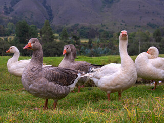 A group of white and gray geese on a field in the afternoon, near the colonial town of Villa de Leyva, in the department of Boyaca, Colombia.