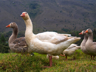 A group of white and gray geese on a field in the afternoon, near the colonial town of Villa de Leyva, in the department of Boyaca, Colombia.