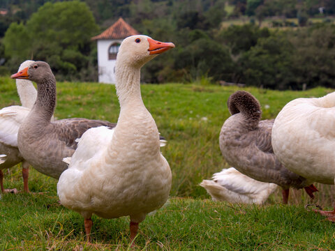 A group of white and gray geese on a field in the afternoon, near the colonial town of Villa de Leyva, in the department of Boyaca, Colombia.
