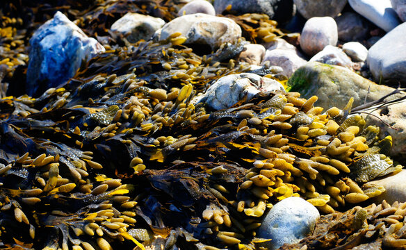Seaweed on the stones. Kysing beach, Denmark