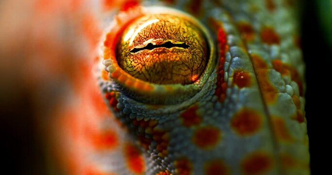 Eye of gecko gecko close-up beautiful color combination.