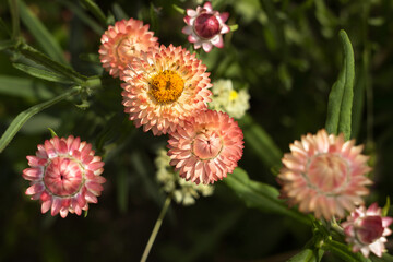 Bright orange flowers of Xerochrysum bracteatum (Helichrysum bracteatum or Paper Flower) grow in the garden, beautiful bright flowers in summer. Gardening, cultivation of peach straw flowers