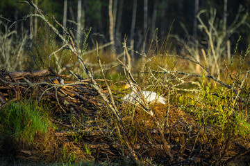 Beautiful white whooper swans swimming in wetlands in natural wild habitat. Spring scenery with bird. Cygnus cygnus during nesting season.