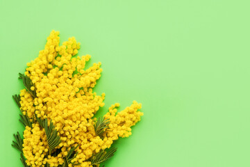 Mimosa flowers bouquet on a green background. Spring, Easter, Mothers Day, Women's day concept.