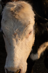 Vaca en campo