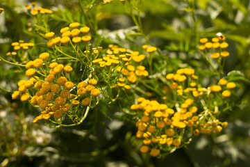 A medicinal plant with yellow flowers (tansy) blooms in the field in summer. Collection of useful wildflowers