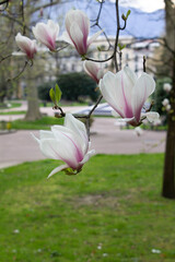 Obraz premium pink flowers of magnolia tree spring blossom into green city park France Europe