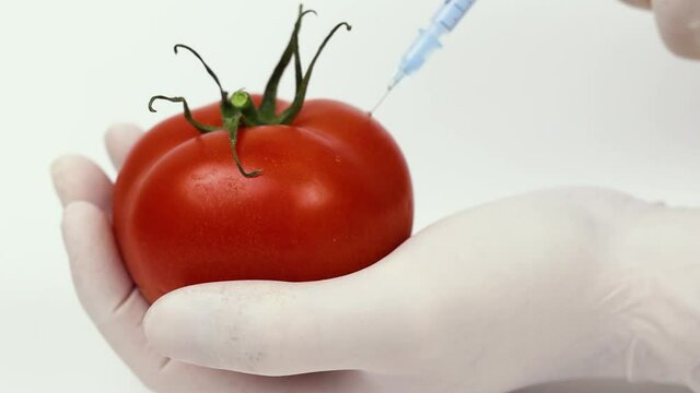 Inyecci&oacute;n GMO de l&iacute;quido en tomate