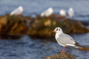 Seagulls sit on a rocky shore against the sea. The concept of wildlife conservation.