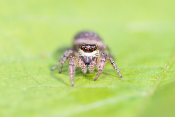 Carrhotus xanthogramma on a leaf
