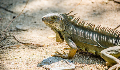 Reserva de Iguanas