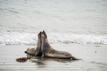 USA, California. San Simeon, Piedras Blancas Elephant Seal Rookery, male elephant seals on beach.