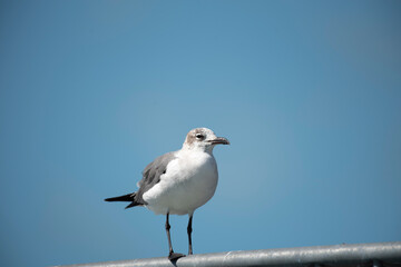 Fototapeta premium Laughing Gull