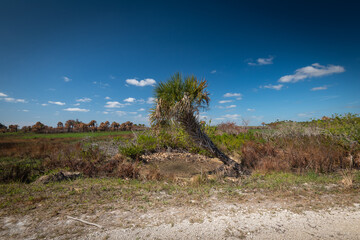 Beautiful winter tropical weather Floridian Landscape