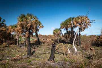 Fototapeta premium Beautiful winter tropical weather Floridian Landscape