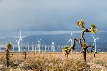 USA, California. Mojave Desert, Antelope Valley, Joshua Trees and Wind Farm.