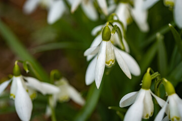A close up of wild snowdrops growing in the Norfolk countryside