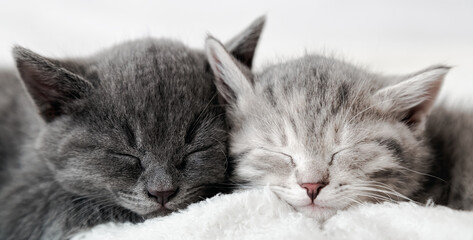 Couple fluffy kitten sleep on blanket. Little baby gray and tabby adorable cat in love are hugging. Cosiness Sleeping kittens muzzles. Animal pet portrait Close up. Long web banner