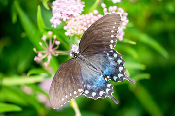 Eastern Tiger swallowtail butterfly on milkweed in Maryland