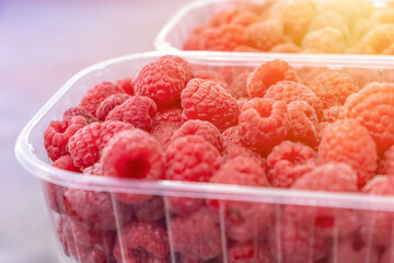 Pile of raw beautiful raspberries at plastic container. texture, backdrop. fresh dessert berries
