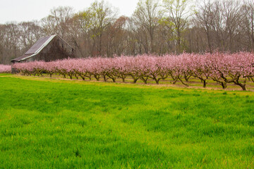 Spring farm view of barn and peach trees in bloom in southern Maryland USA  - obrazy, fototapety, plakaty