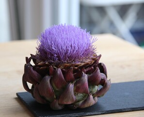 Bl&uuml;hende Artischocke