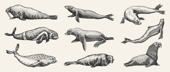 Fur seal, steller sea lion and walrus, ribbon and elephant, earless and harbor seal. Marine creatures, nautical animal or pinnipeds. Vintage retro signs. Doodle style. Hand drawn engraved sketch © artbalitskiy