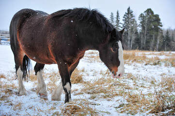 Clydesdale horse walking pasture as snow falls in winter