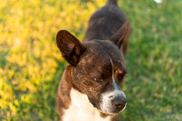 Perro cachorro en césped de campo