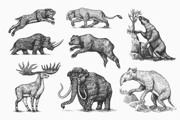 Mammoth or extinct elephant, Woolly rhinoceros Cave bear lion. Panthera Saber toothed tiger, Irish elk or deer, Ground sloth, Megatheriidae. Vintage animal. Retro Mammals. Hand drawn engraved sketch.