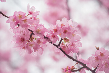Naklejka premium Spring pink cherry blossoms with rain drops in Washington DC in spring 